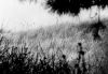 Grassy_Dune_sm.jpg